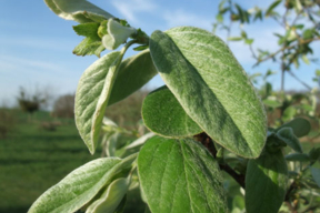 Cydonia oblonga (Cydonia vulgaris) - COGNASSIER - Jeune feuille velue