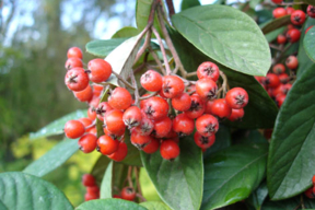 Cotoneaster lacteus - COTONEASTER - Fruits en hiver