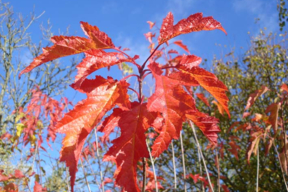 Acer tataricum subsp. ginnala - ERABLE DU FLEUVE AMOUR - Feuilles rouges en automne - ensemble