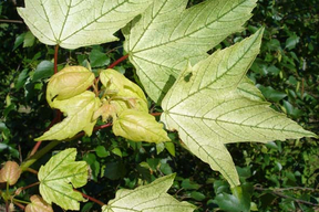 Acer pseudoplatanus 'Brillantissimum' - ERABLE SYCOMORE DORE - Feuille jaune vert tendre en été