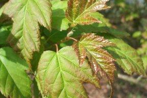 Acer tataricum subsp. ginnala - ERABLE DU FLEUVE AMOUR - Feuilles - Premières colorations rouges