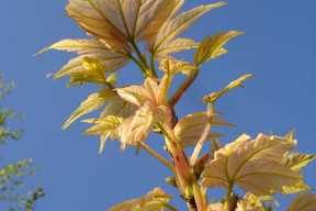 Acer pseudoplatanus 'Brillantissimum' - ERABLE SYCOMORE DORE - Feuilles jaunes roses saumonées au débourement